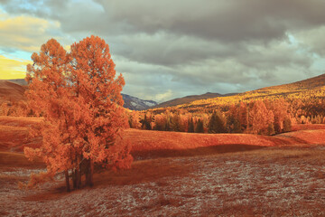 家中栽什么树旺财 3种镇宅又旺财的树
